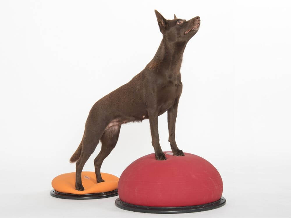 Dynair® Pro orange (Animal)