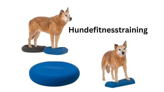 Hundefitness erobert die Hundewelt