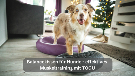 Balancekissen für Hunde effektives Muskeltraining mit TOGU